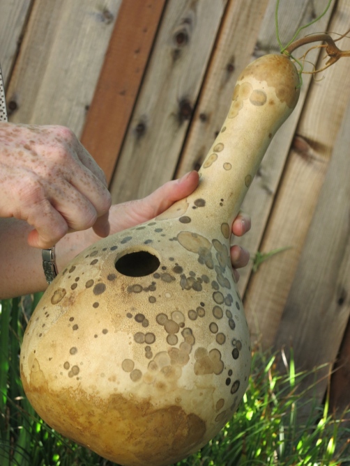 Alys grew Gourds for Birdhouses